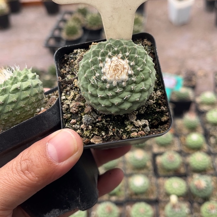 1065实生菊水好养皮实