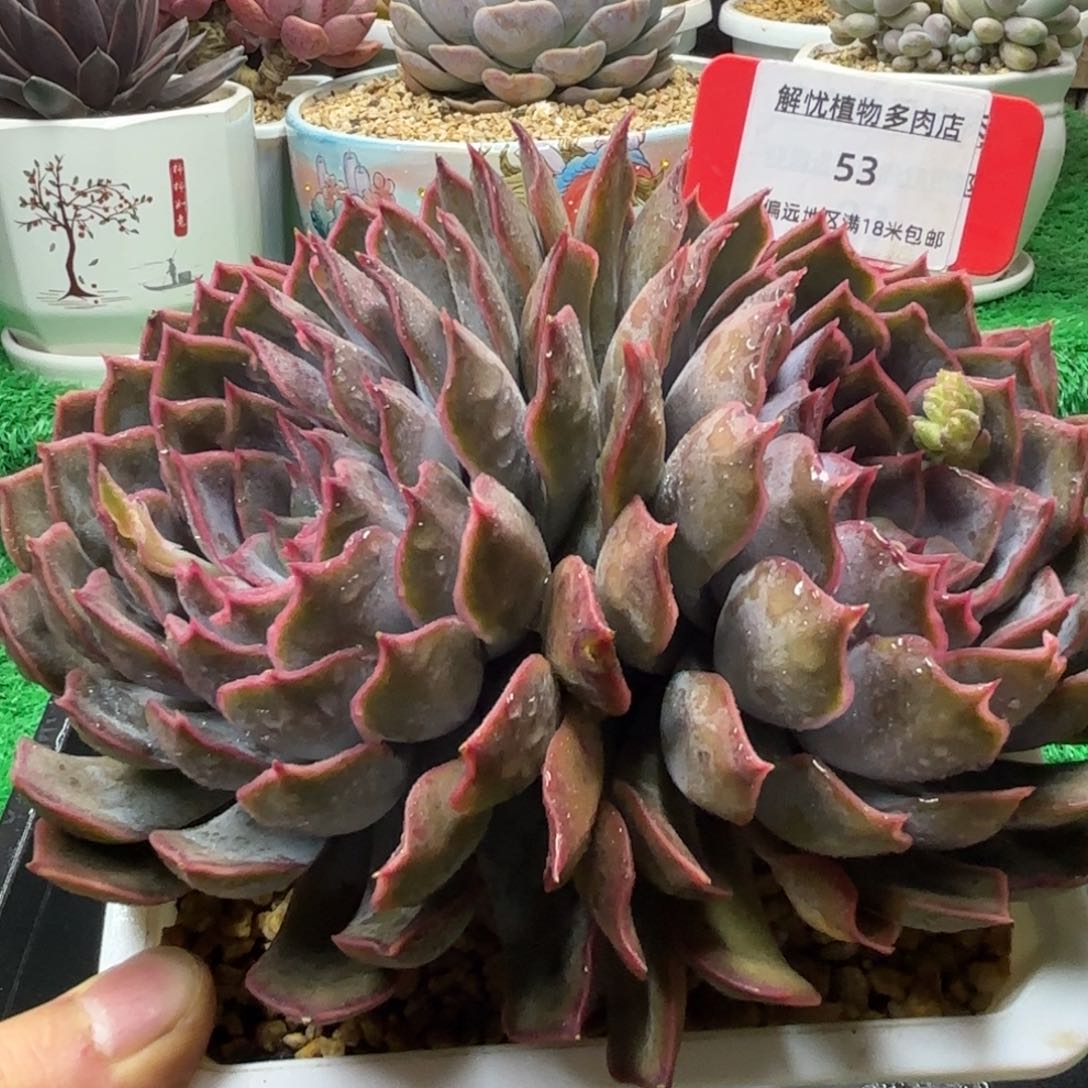 解忧多肉植物编号53