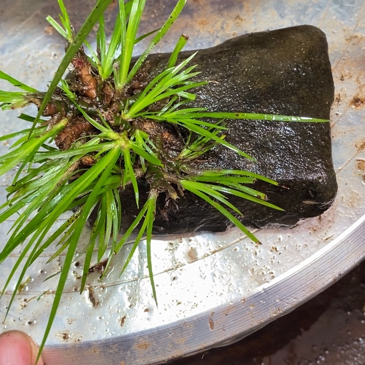 用***3无花朵石菖蒲这就是所谓