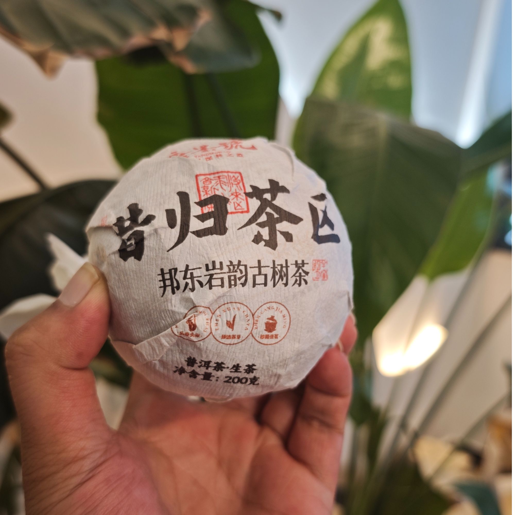 唐墨號（帮茶农朋友变现）2024年头春邦东曼岗混采 普洱生茶沱茶