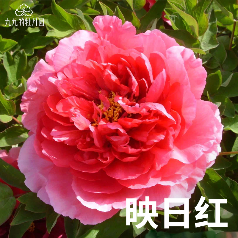 映日红-重瓣大花牡丹花苗盆栽正宗洛阳牡丹大苗室内阳台庭院