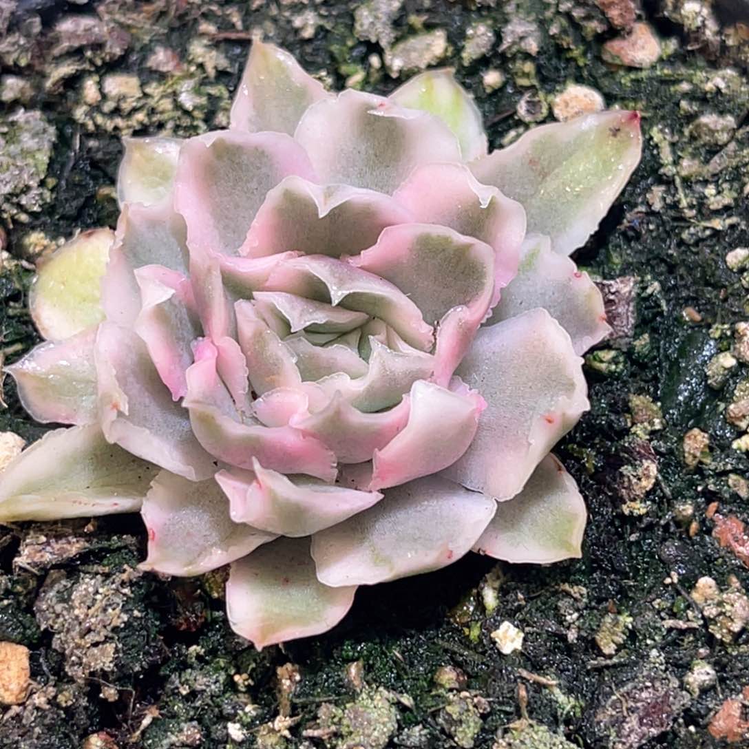 多肉特价紫蝴蝶锦