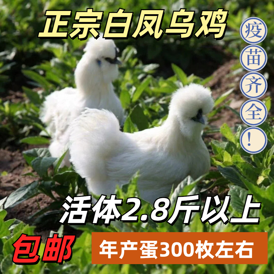 正宗白凤乌鸡 2.8斤以上散养乌鸡年产蛋300枚专业产蛋鸡