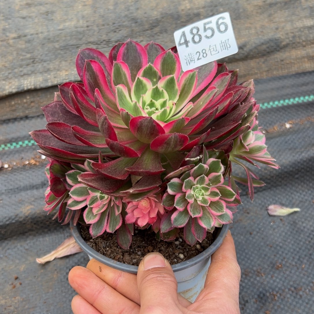 多肉植物4856孔雀翎