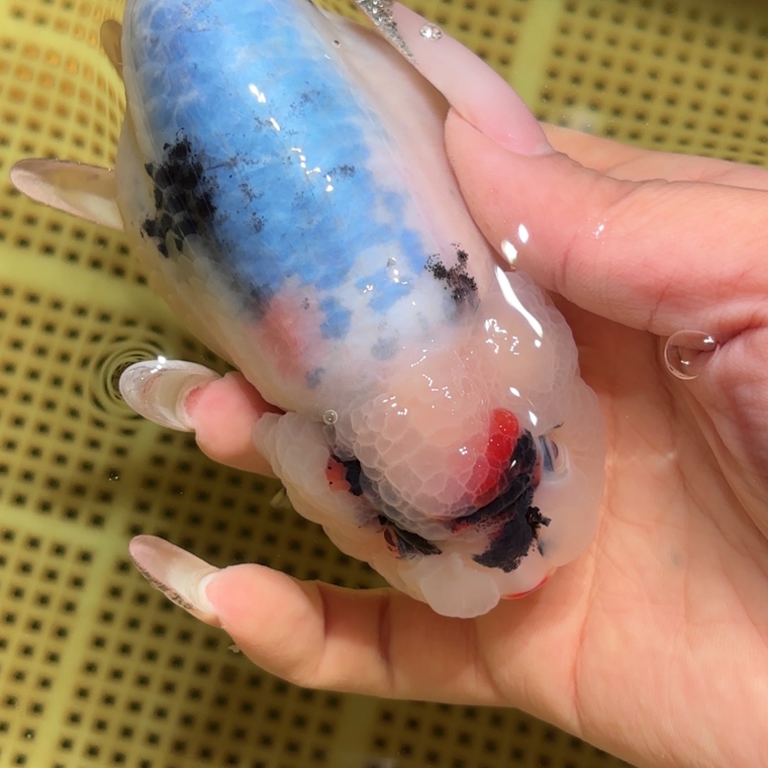 帅***嘉金鱼拍包装包邮，不拍包装运费到付