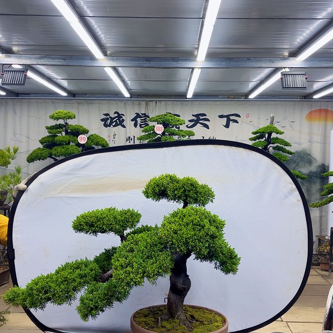 无花朵松柏盆景直播大放漏中