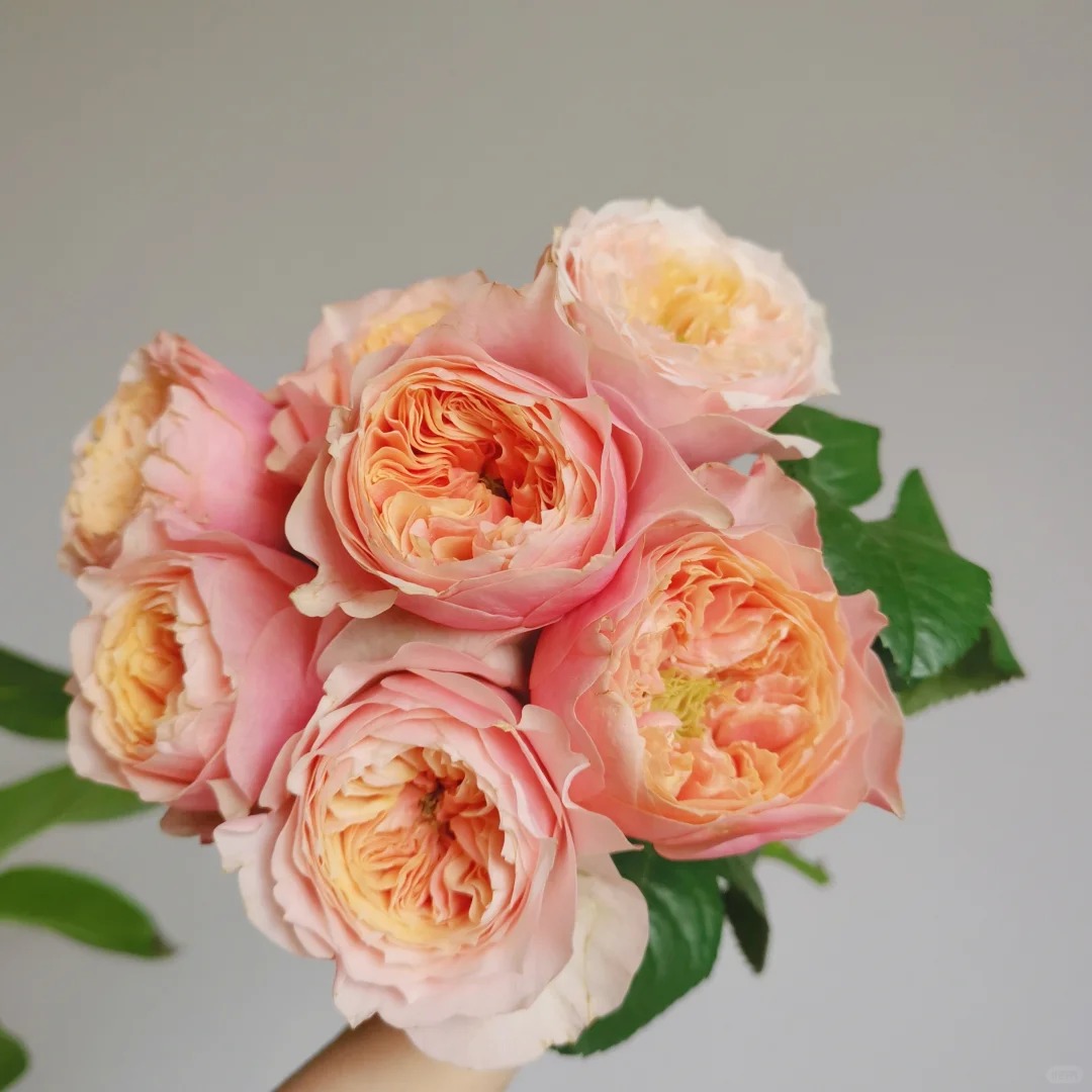 多头粉蝴蝶玫瑰云南昆明直发