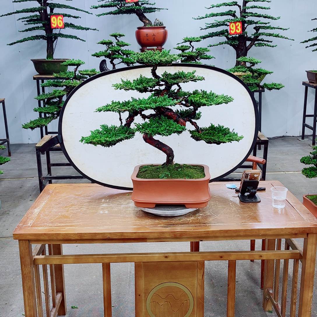 无花朵精品盆景一物一拍