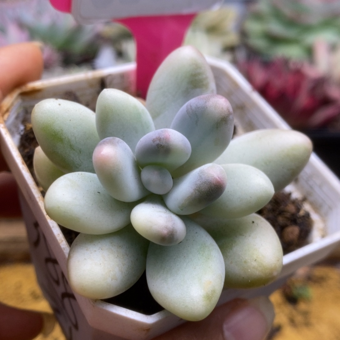 171彩虹杂锦锦锦锦锦锦锦锦