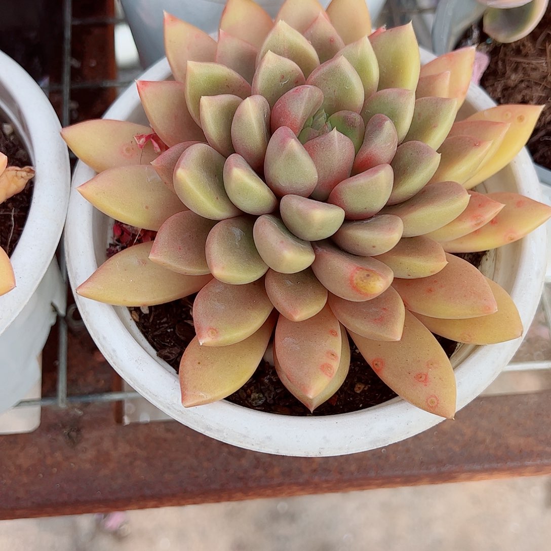 黄金象牙特大大单头