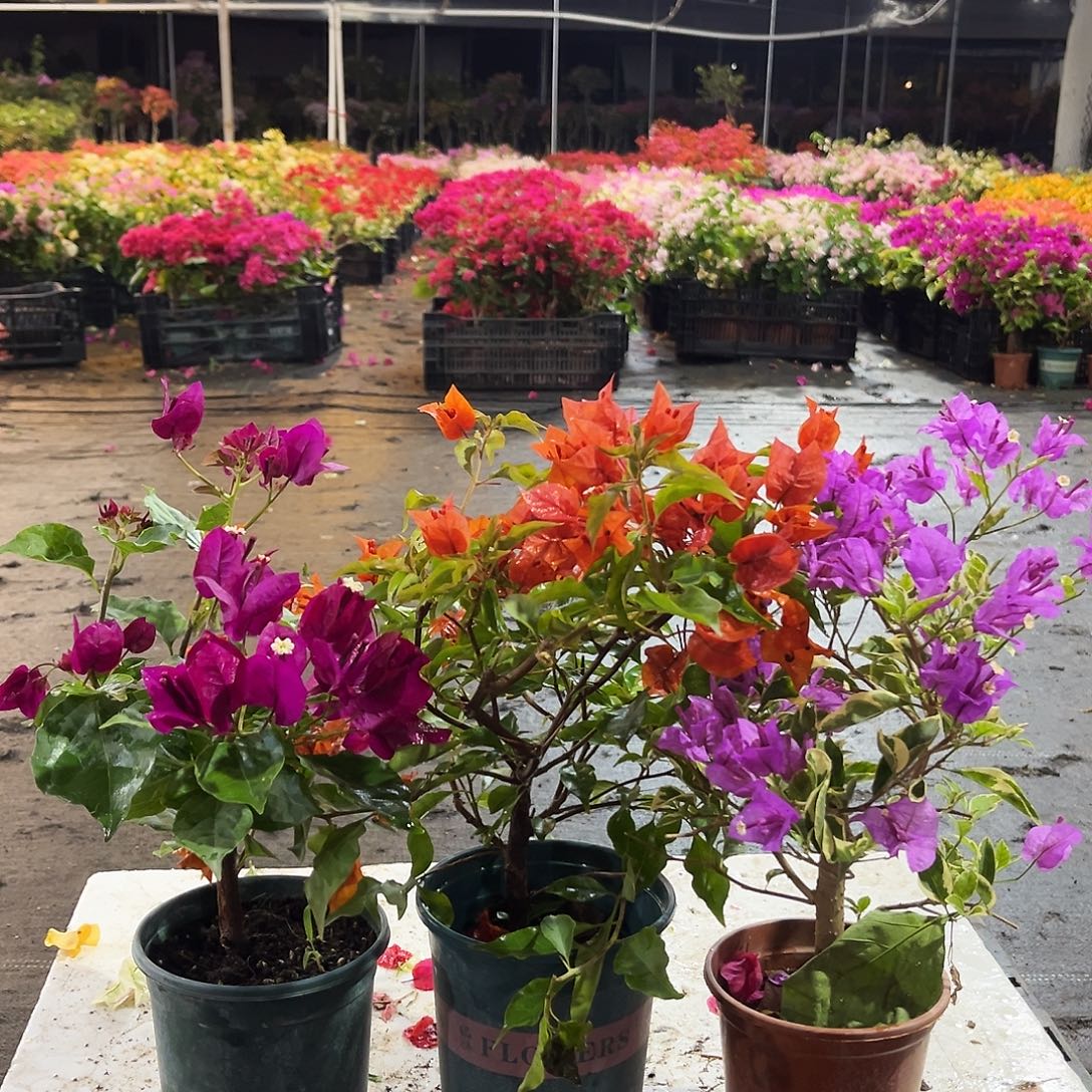 大部分花苞少量开放黑暗行者，红桑巴，银边浅紫