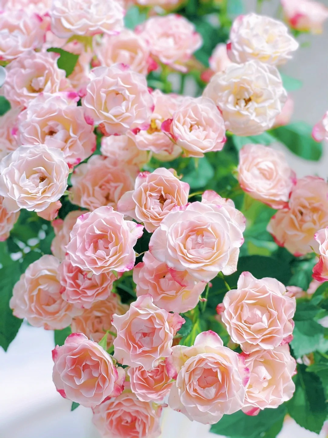 折射多头玫瑰 10支/扎