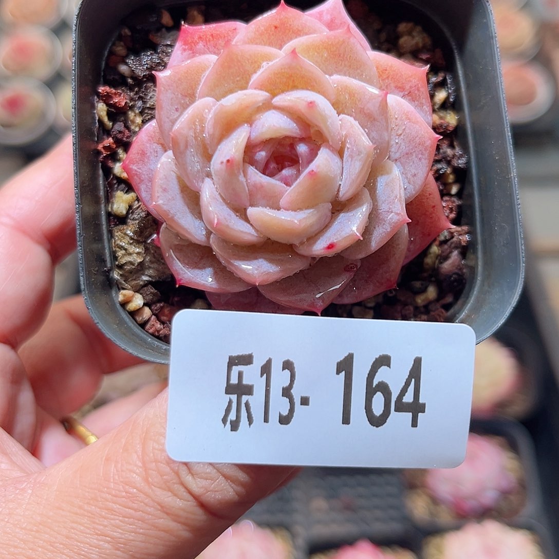 乐13-164 纯爱单头 