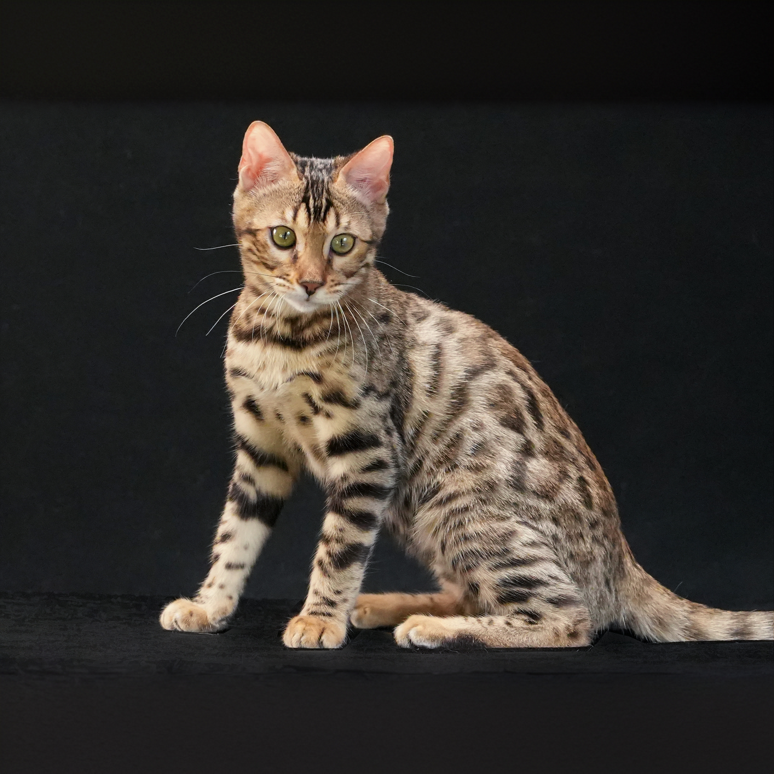 金沙宠物级孟加拉豹猫妹妹可选