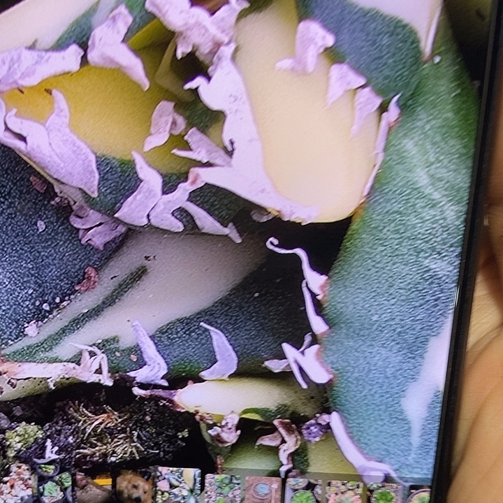 多肉植物龙蛇兰植物