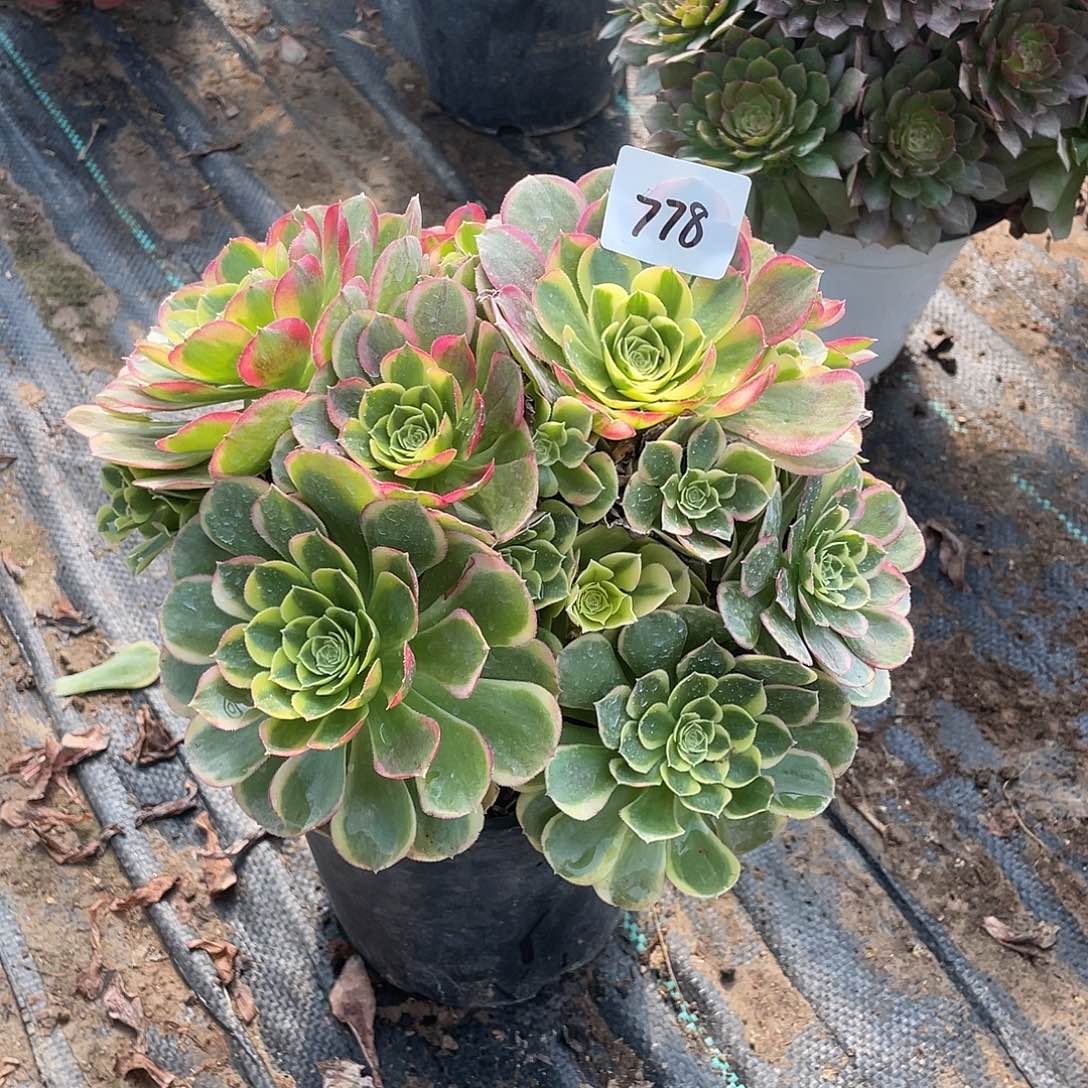 778法师植物万奶白