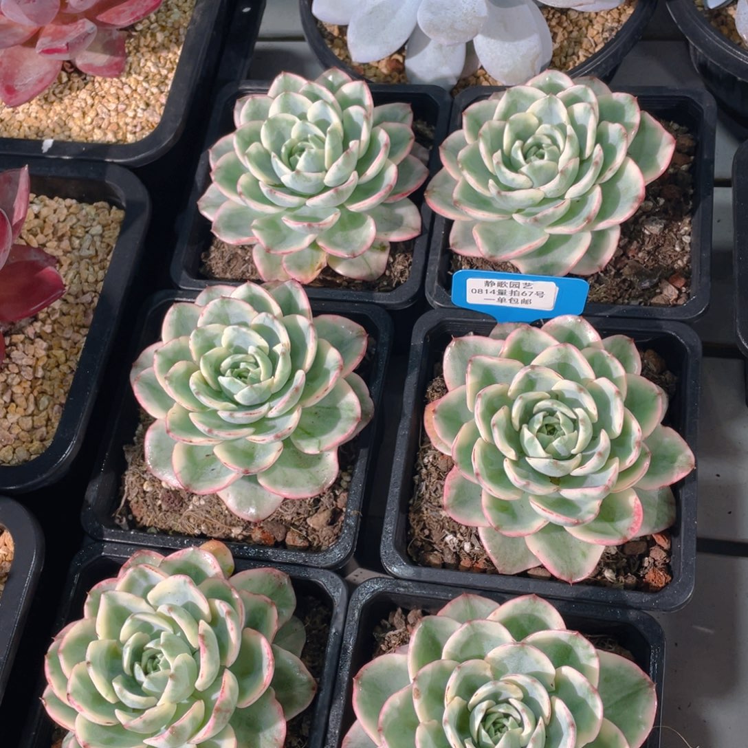 0814-67-奶油黄桃锦大单头一颗