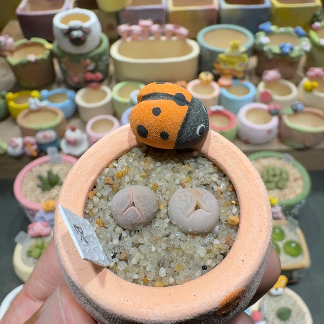 蘑菇1237高尔夫多肉植物