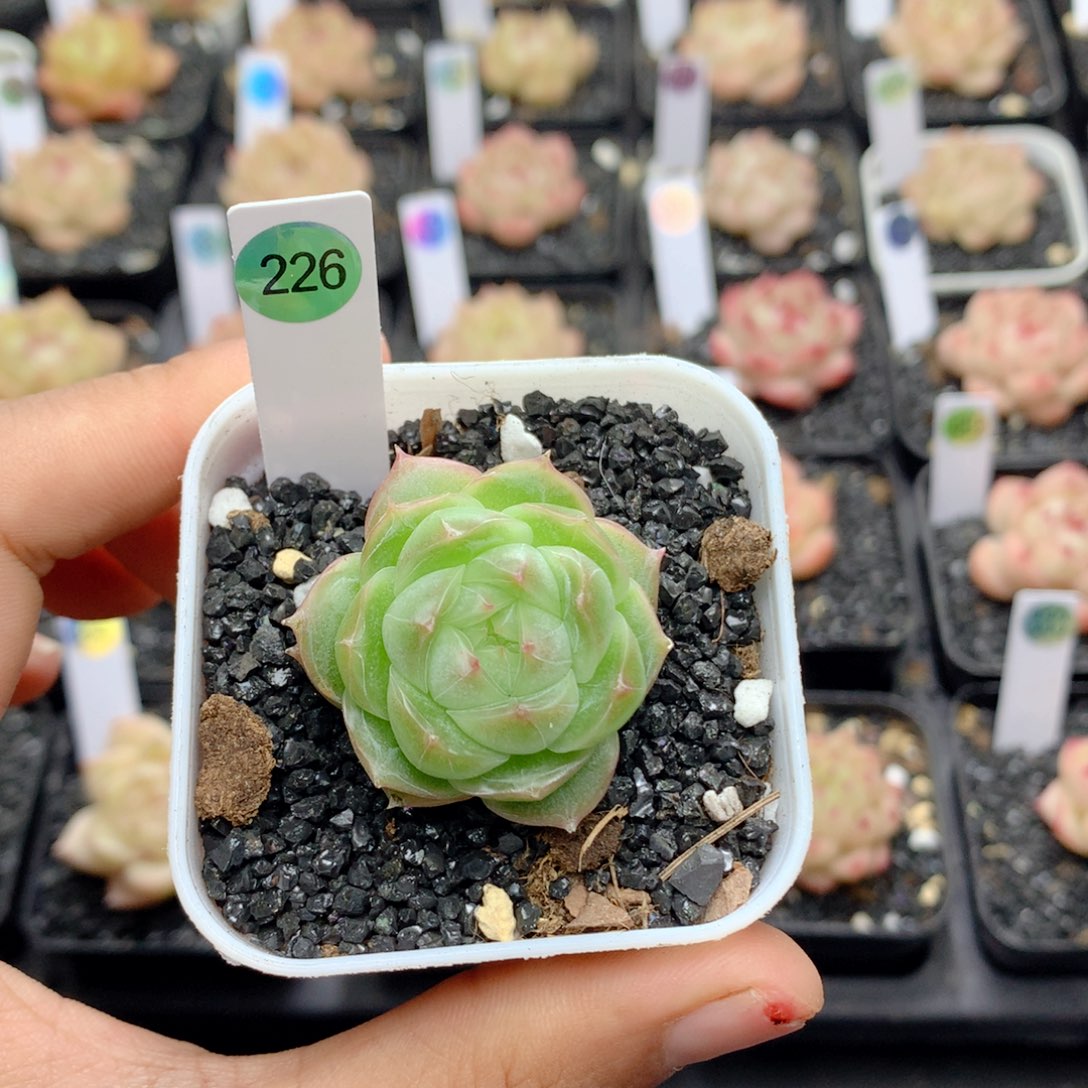 58包邮 群生不包整226