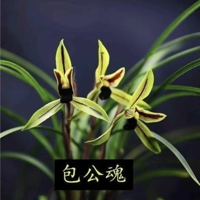 春兰名品黑素[包公魂]终身包对版 放心购买