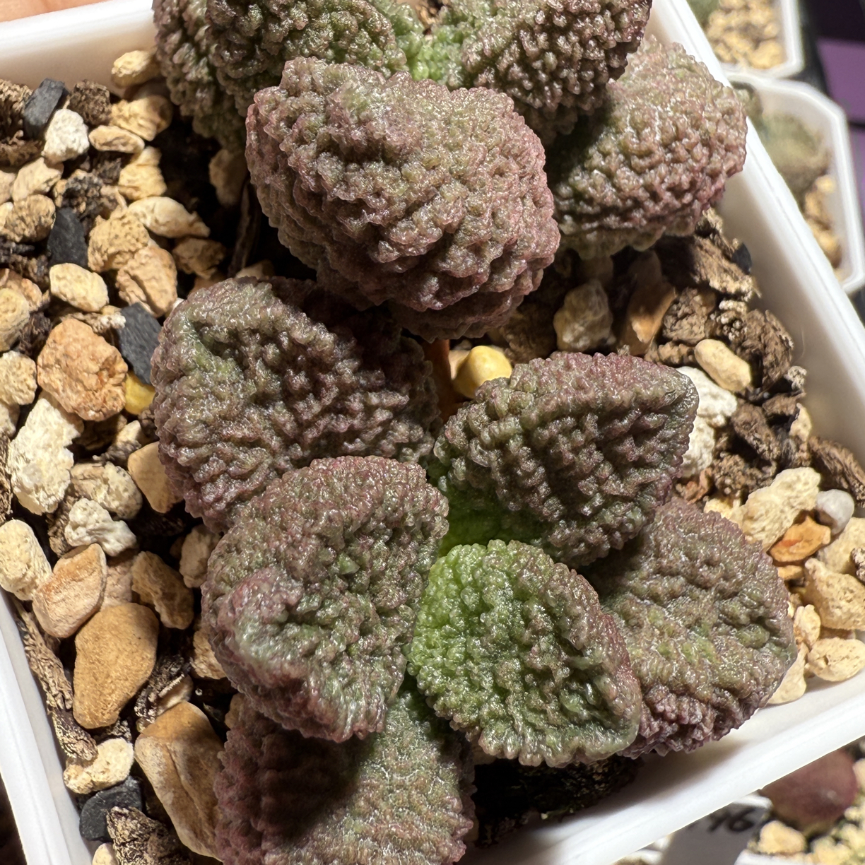 实生水泡，带盆发货满88包顺丰