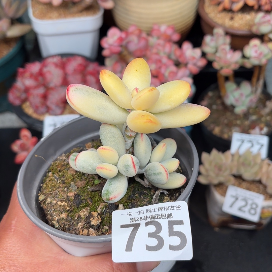 乒乓福娘锦无盆土发货