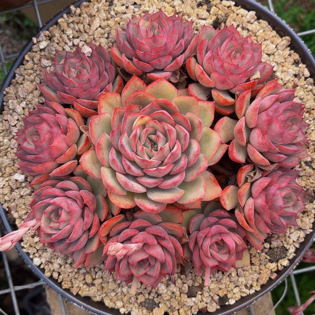 好姑娘多肉，爱格利亚