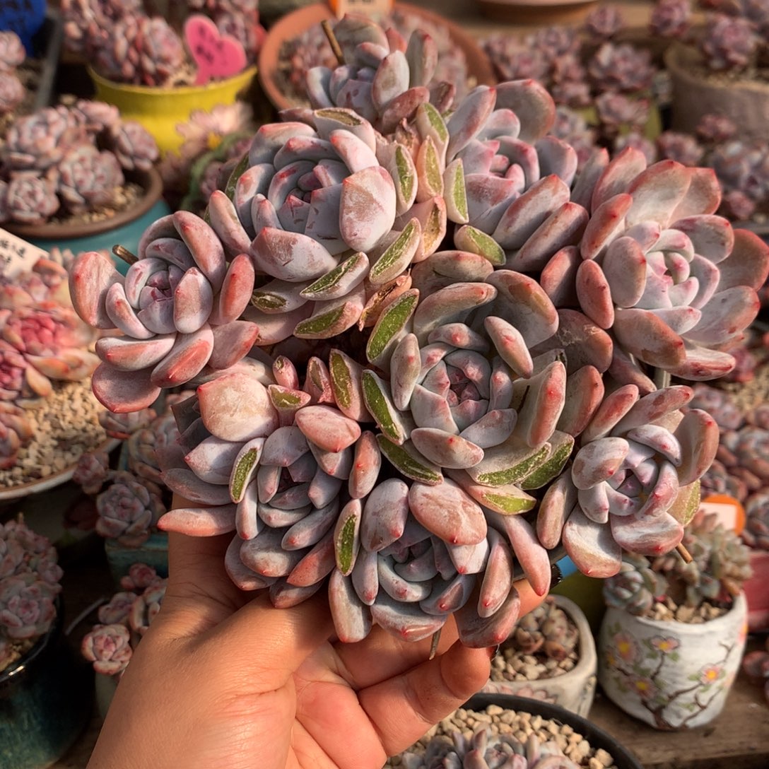 哈哈哈哈哈哈哈13