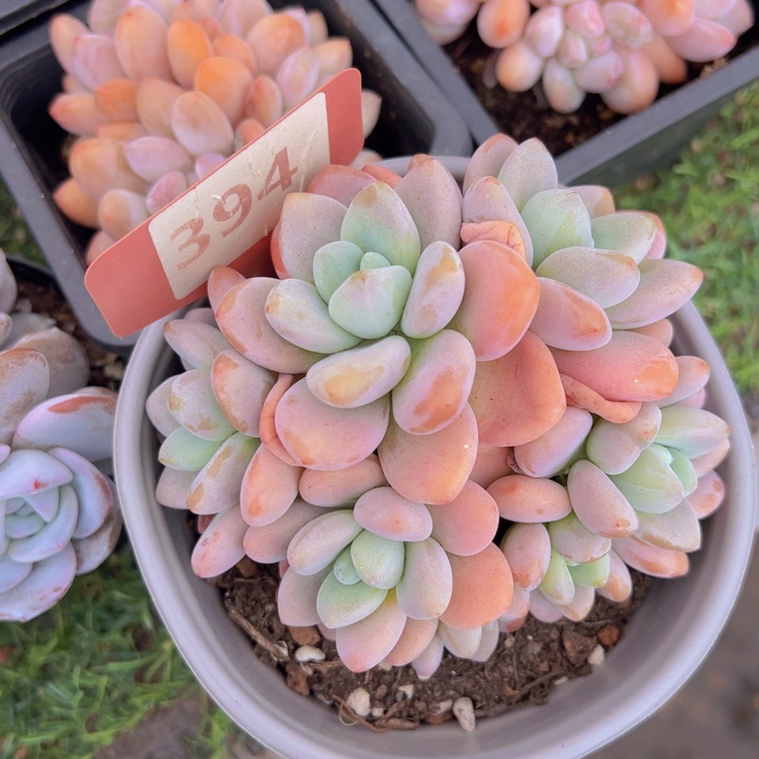 香玉等多种名贵的