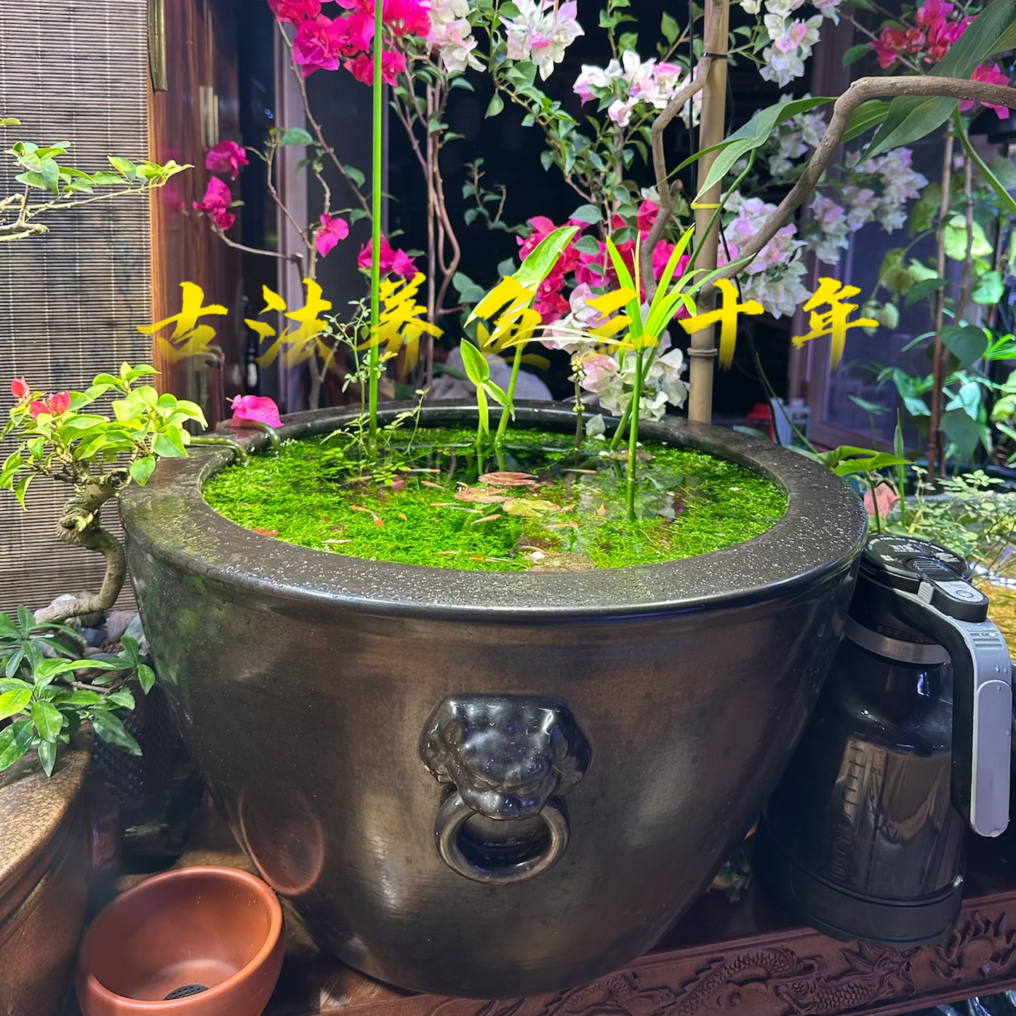 景德镇陶瓷大缸厂家直销黑色招财鱼缸观背青锵观赏鱼乌龟古法养鱼