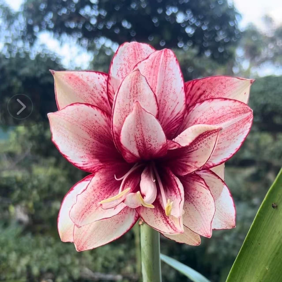 S孤挺花园 TN86 裸球