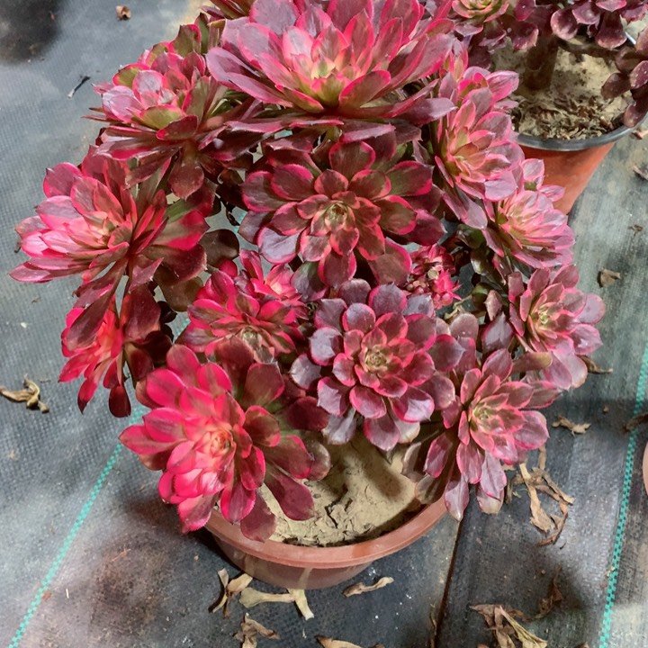 889烟花多肉一物一拍