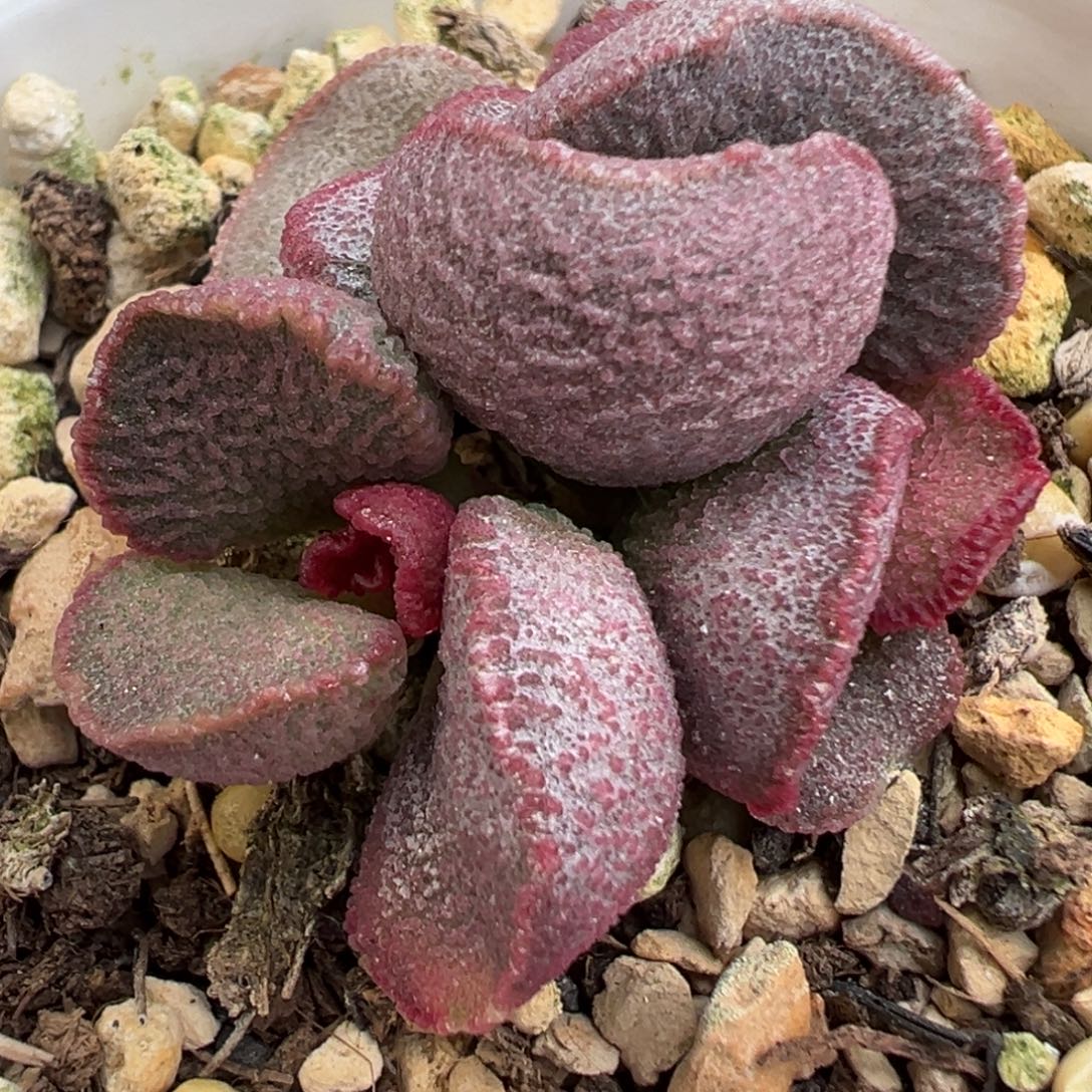 玫粉色新品腰子型新品多肉植物水泡