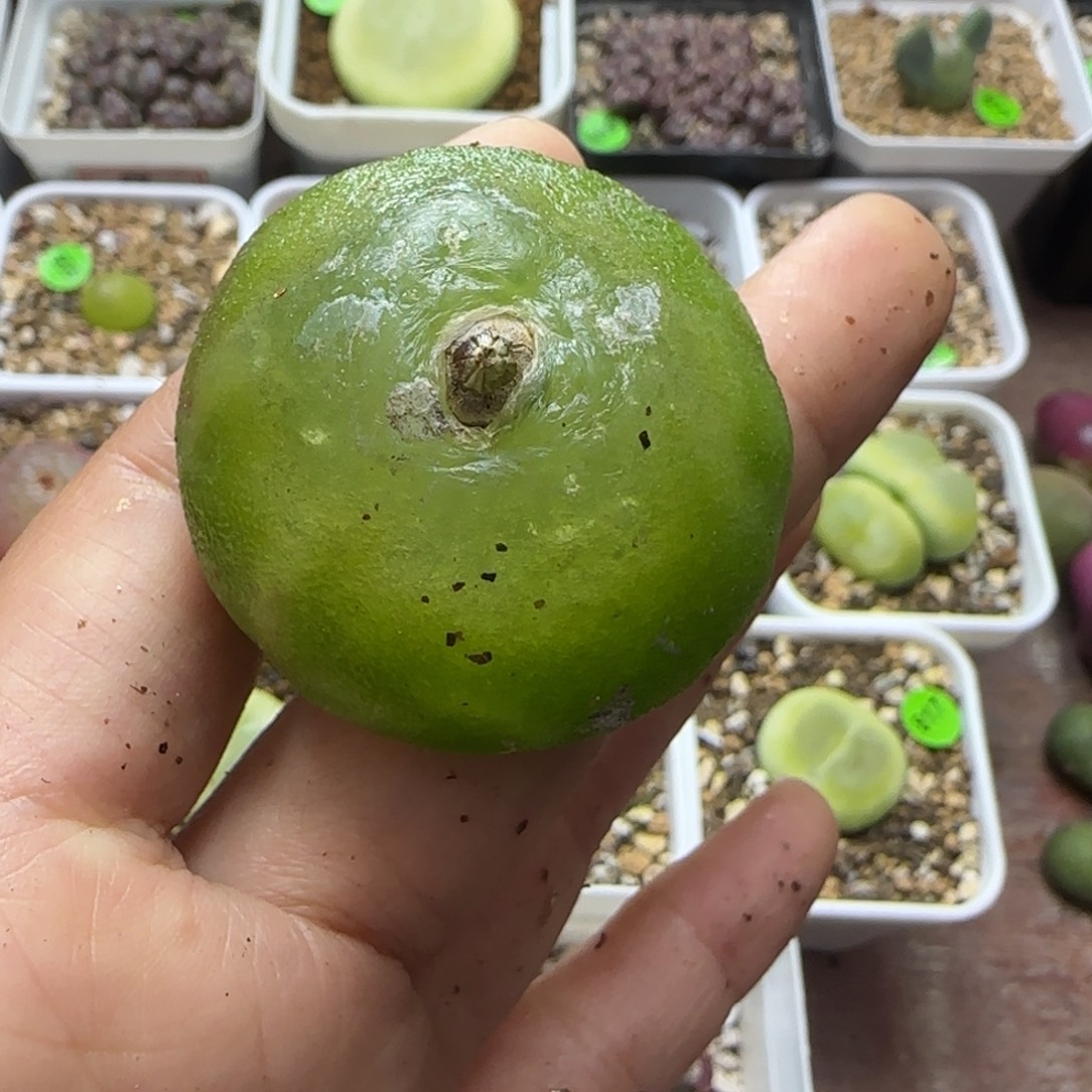 灯泡4-4.2cm（小瑕疵）多肉