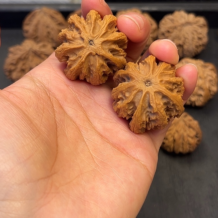 核桃秦岭突突突突突突突3