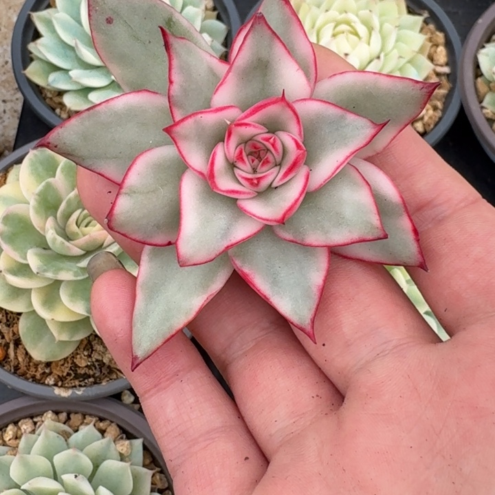 ﾉ***惜吉赛尔锦一物一拍