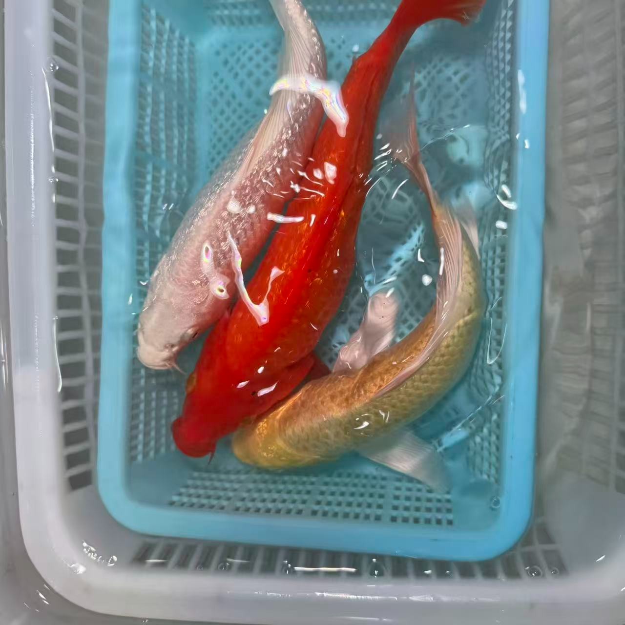 【三条装】15-20cm黄蝴蝶火鲤白蝴蝶冷水观赏鱼活体包邮