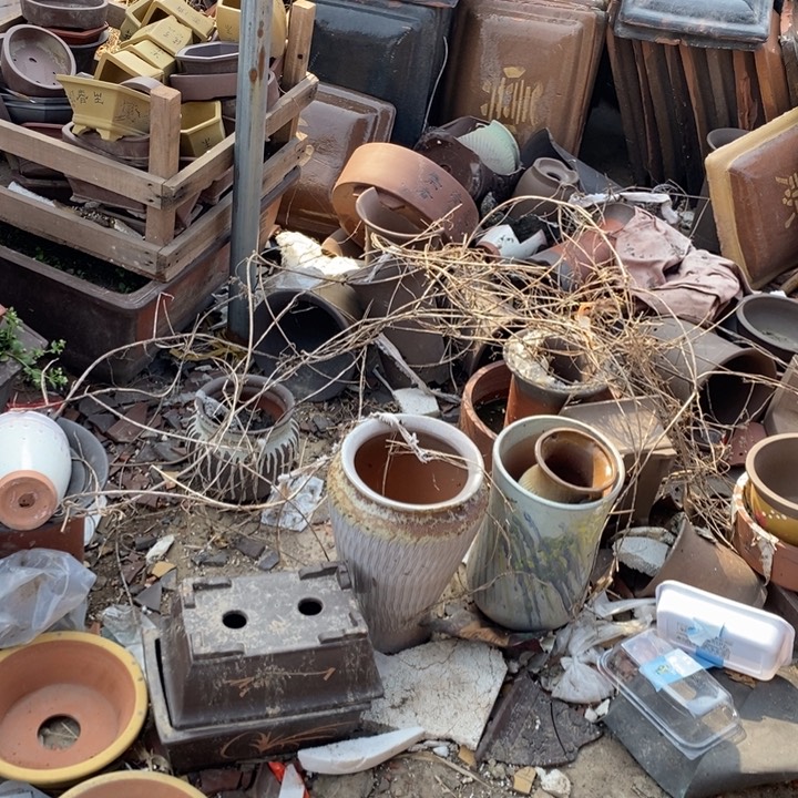 红陶紫砂花盆里面的植物