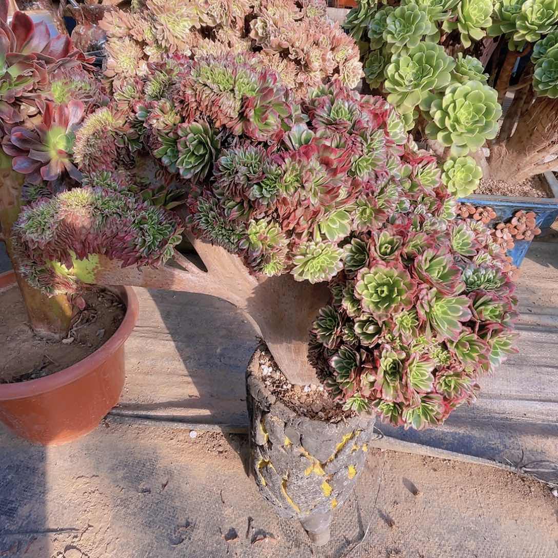 【闪购商品】无花朵朝霞