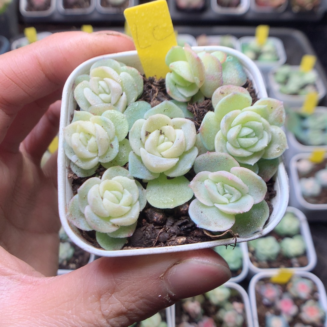 无花朵良辰7颗量拍yyyy