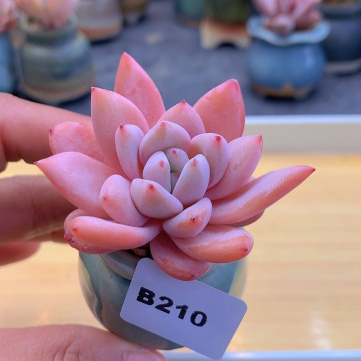 一物一拍满38包邮B210