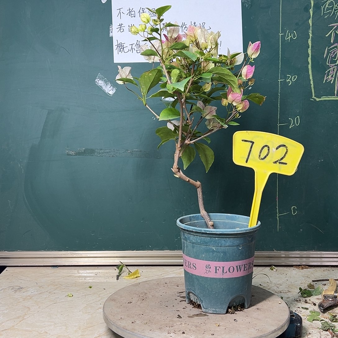 完全开放造型 漳红樱702