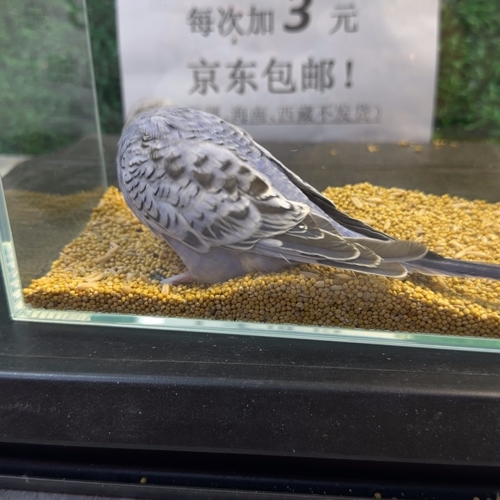 虎皮鹦鹉大头虎皮鹦鹉