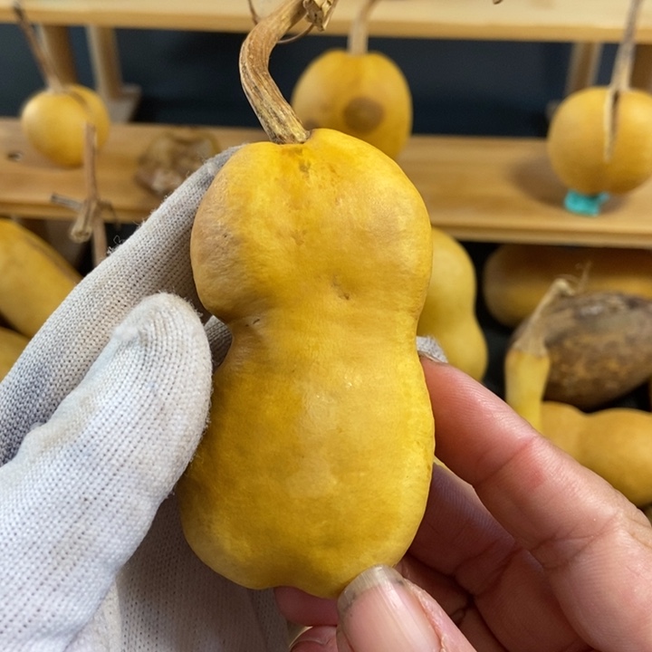 心***安葫芦葫芦真的