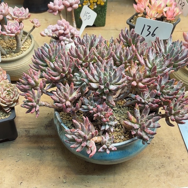 多肉植物，炫彩星136号