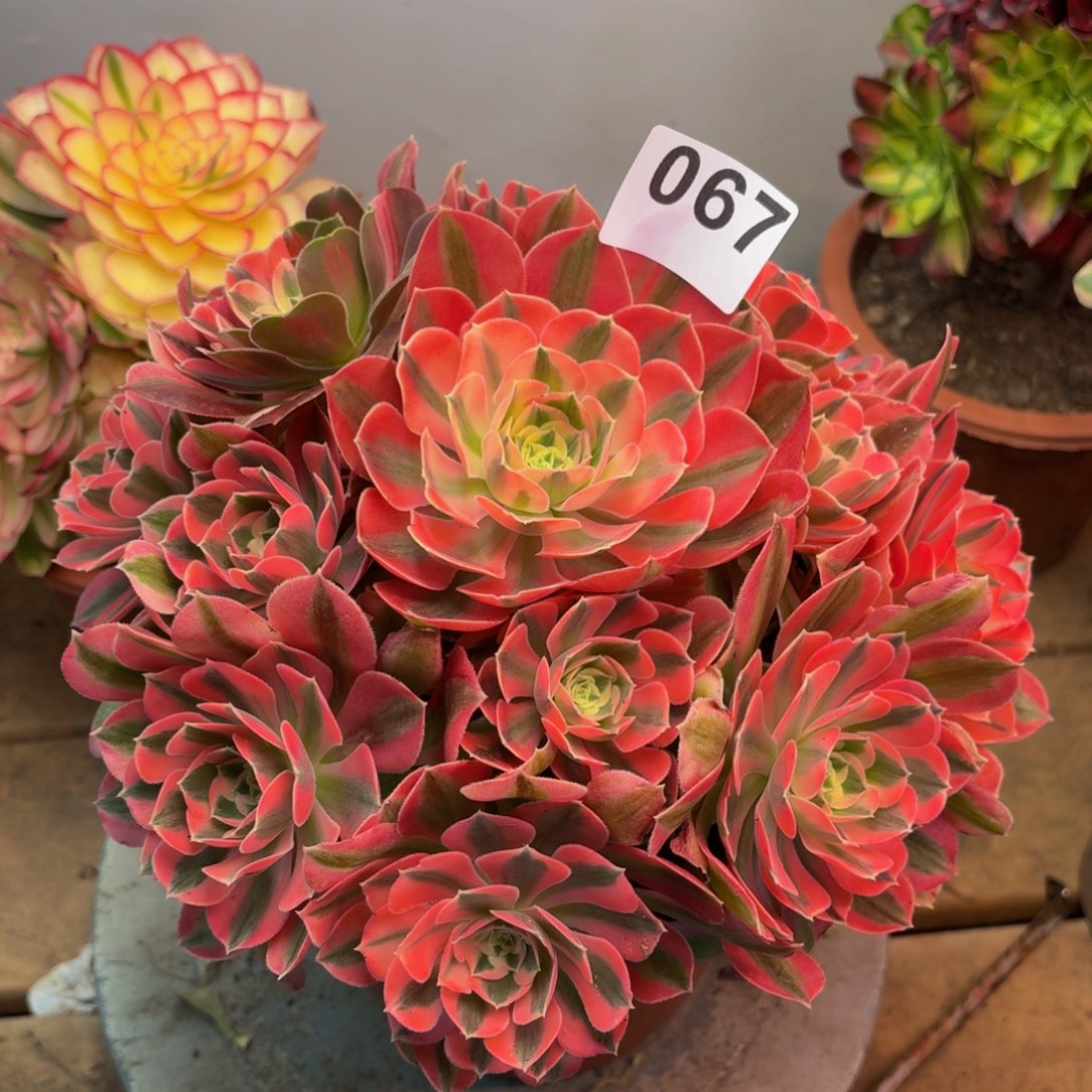 多肉植物粉女巫067