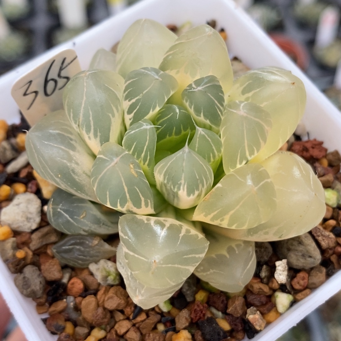 365糊斑水晶×冰川玉露锦