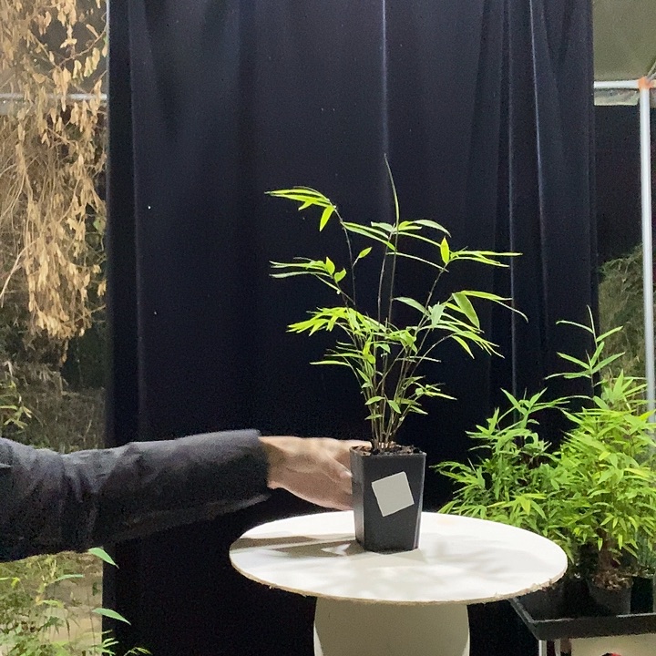 完全开放内门竹内门竹内门竹