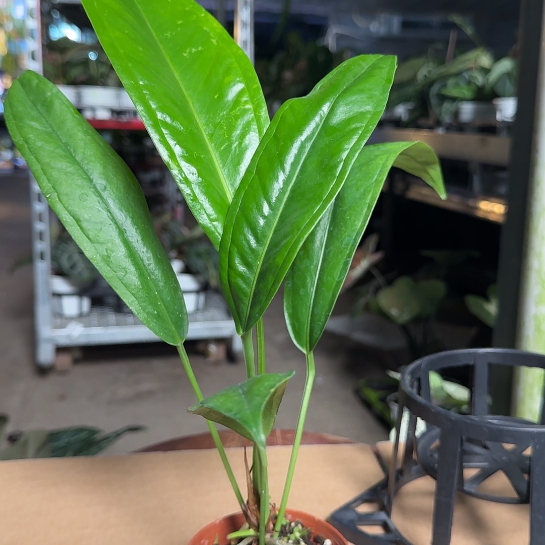 完全开放X63贝克利领带