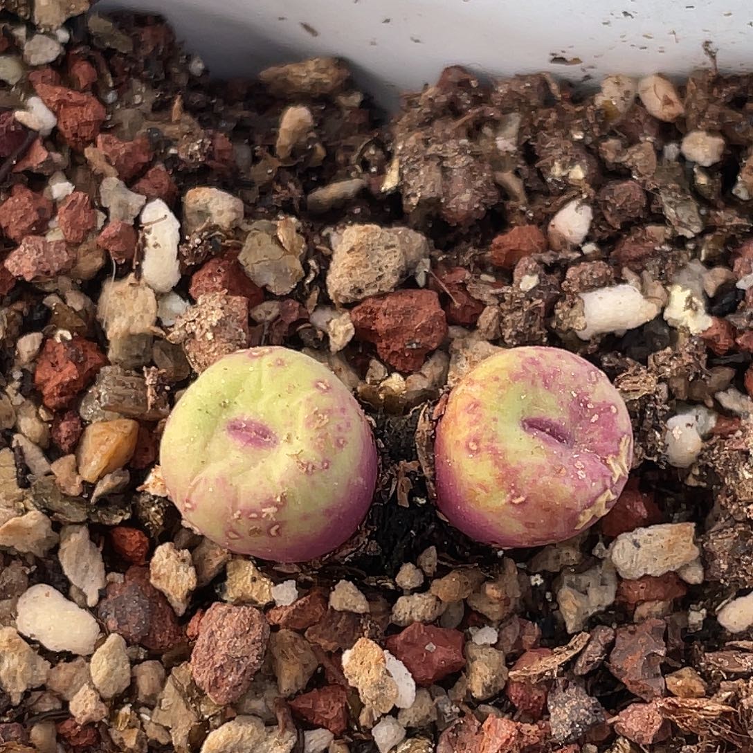 26-81嘴多肉植物肉锥